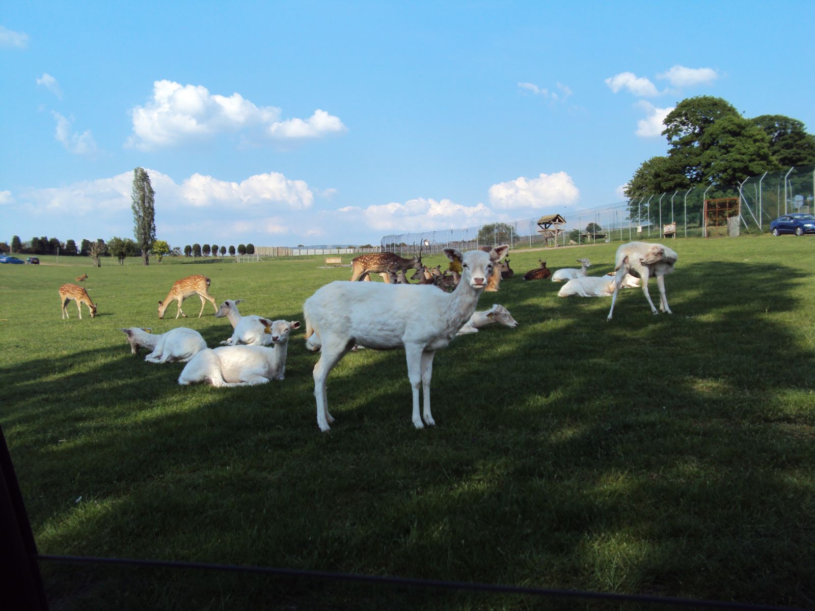 West Midland Safari Park